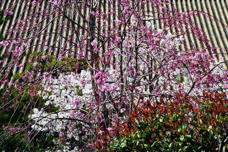 1207_洛中 蓮華王院三十三間堂_京都