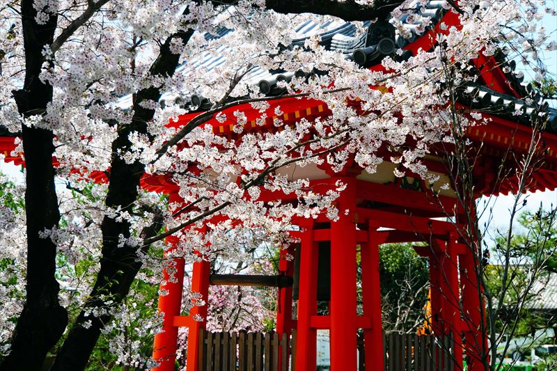 1208_洛中 蓮華王院三十三間堂_京都