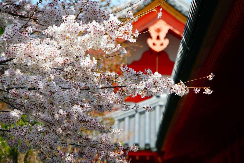 1211_洛中 蓮華王院三十三間堂_京都