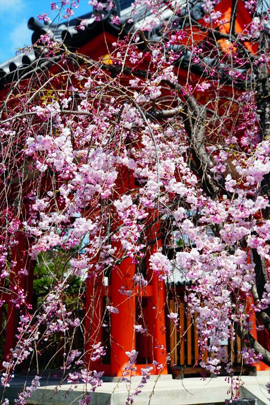 1214_洛中 蓮華王院三十三間堂_京都