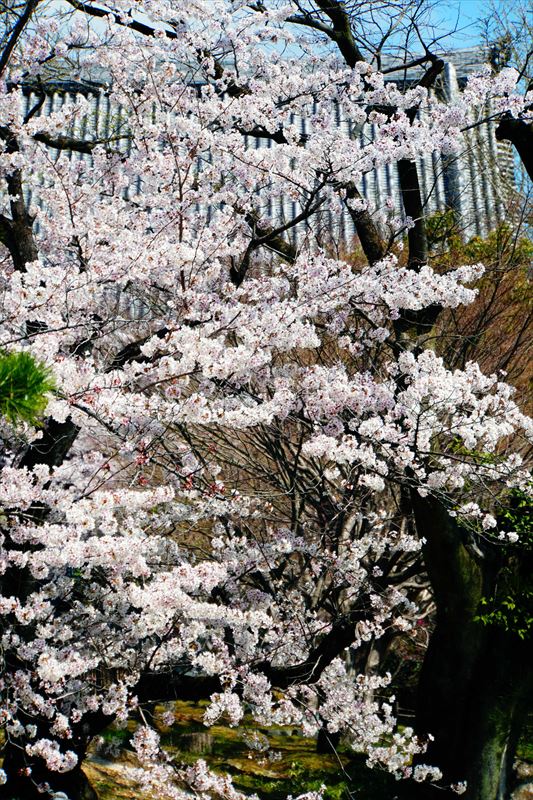1117_洛中 智積院_京都