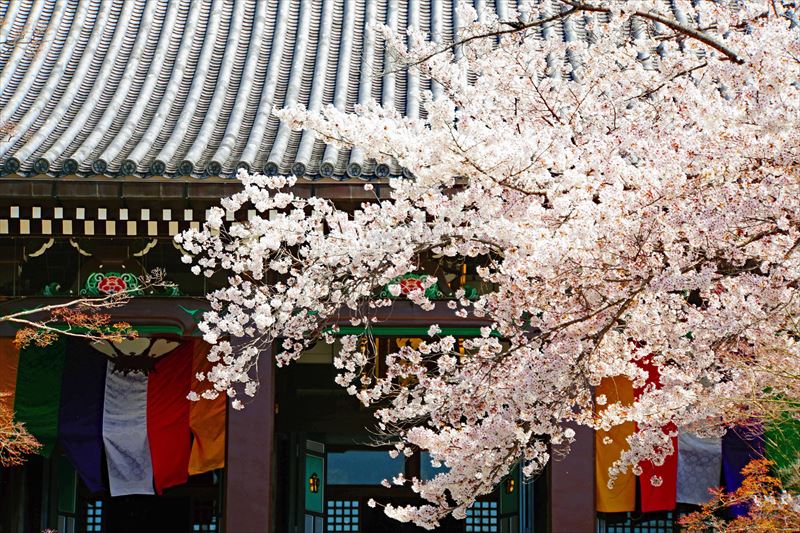 1119_洛中 智積院_京都