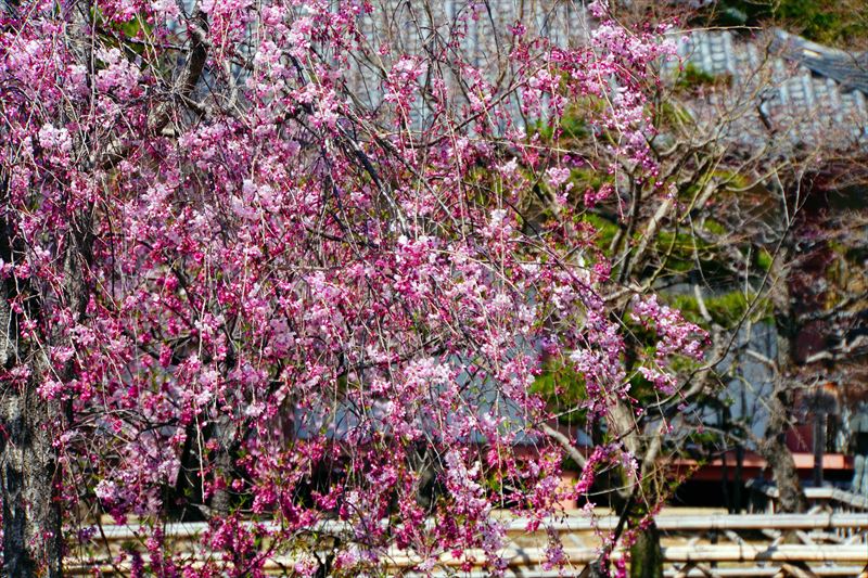 1121_洛中 智積院_京都