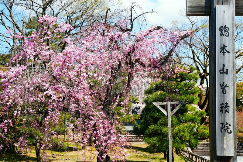 1126_洛中 智積院_京都