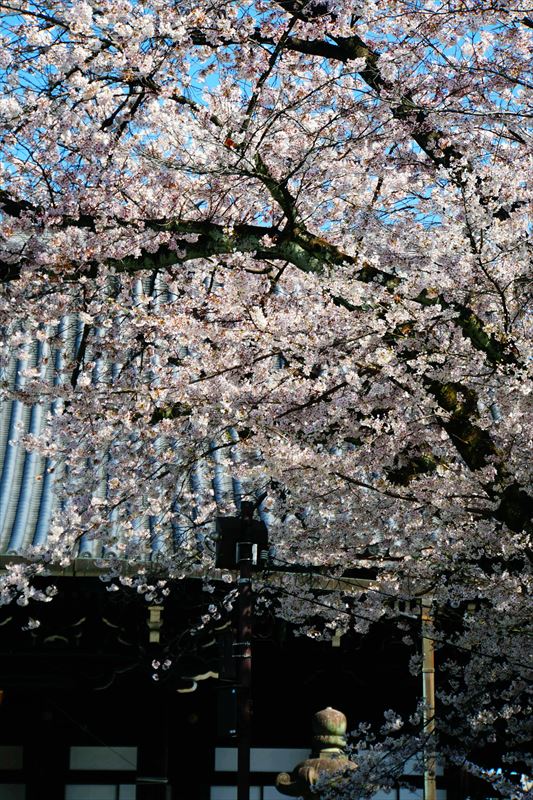 1021_洛東 大谷本廟_京都