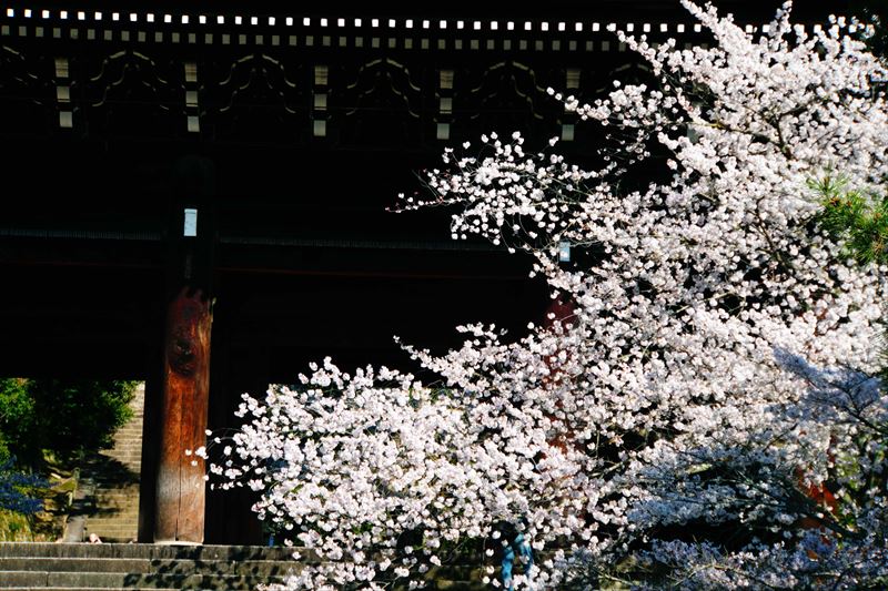 1013_洛東 知恩院_京都