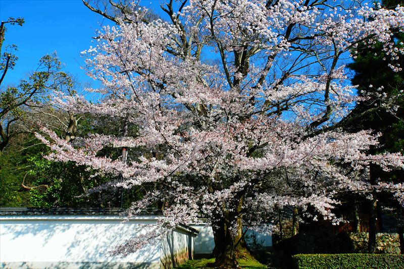 1015_洛東 知恩院_京都