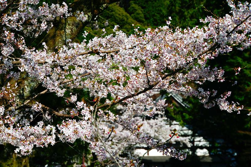 1042_洛東 南禅寺_京都