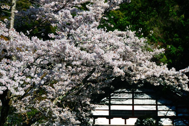 1044_洛東 南禅寺_京都
