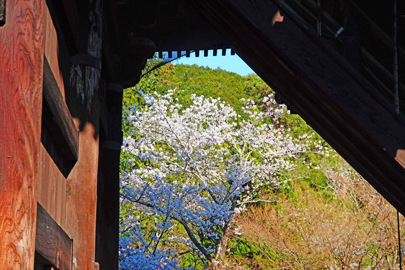 1050_洛東 南禅寺_京都