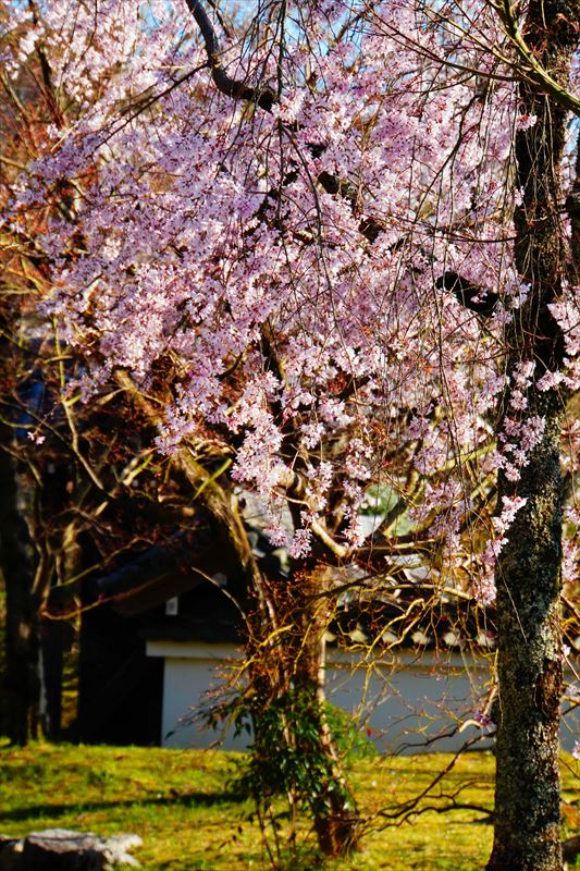 1052_洛東 南禅寺_京都