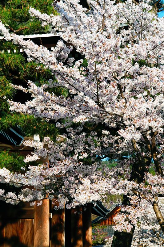 1008_洛中 金戒光明寺_京都