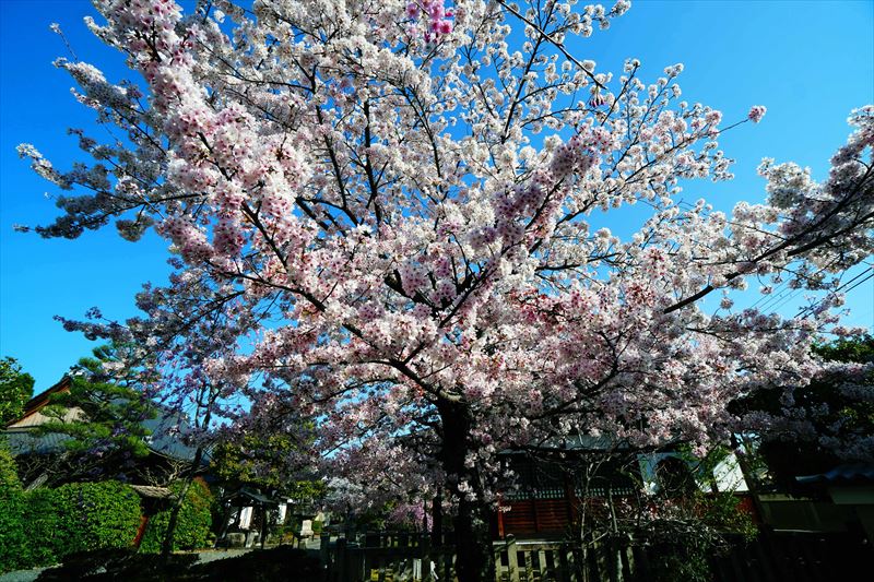 1103_洛中 上品蓮台寺_京都