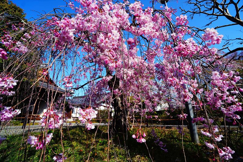 1104_洛中 上品蓮台寺_京都