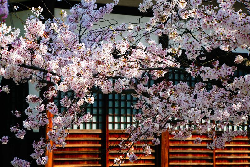 1105_洛中 上品蓮台寺_京都