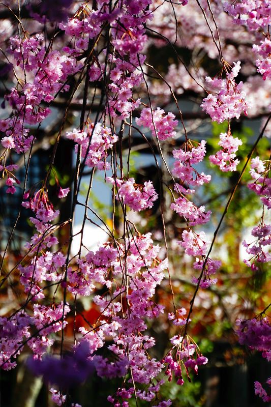 1106_洛中 上品蓮台寺_京都