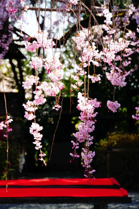 1072_洛中 水火天満宮_京都