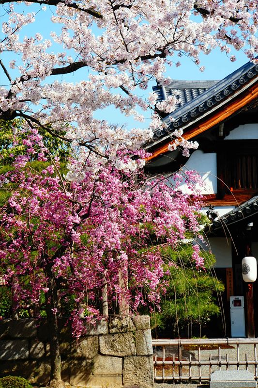 1060_洛中 妙顕寺_京都