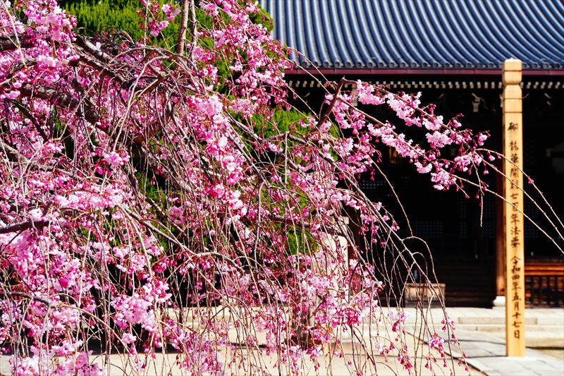1061_洛中 妙顕寺_京都