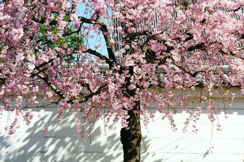 1069_洛中 妙顕寺_京都