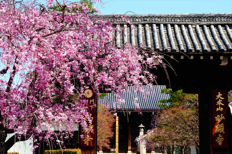 1070_洛中 妙顕寺_京都