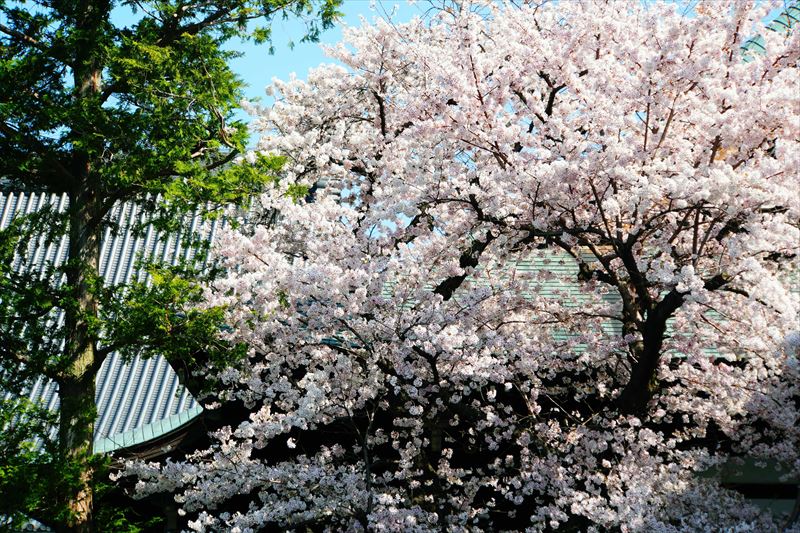 1071_洛中 妙顕寺_京都