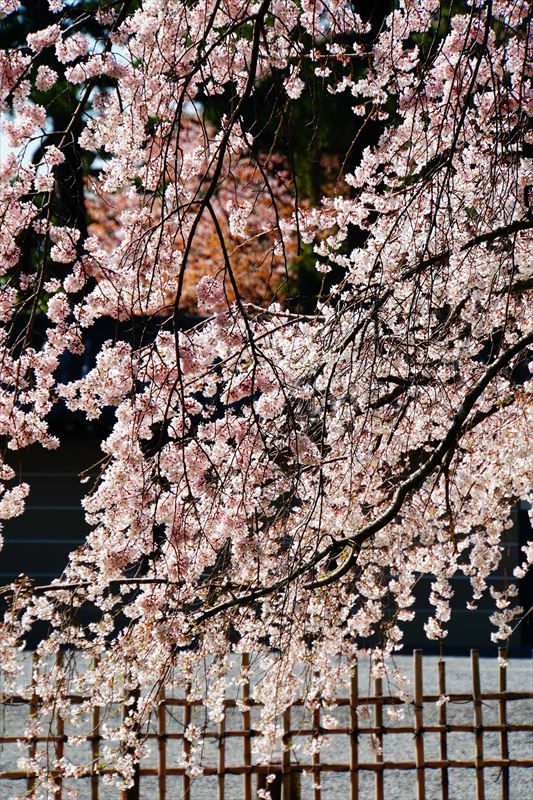 1021_洛中 京都御苑_京都