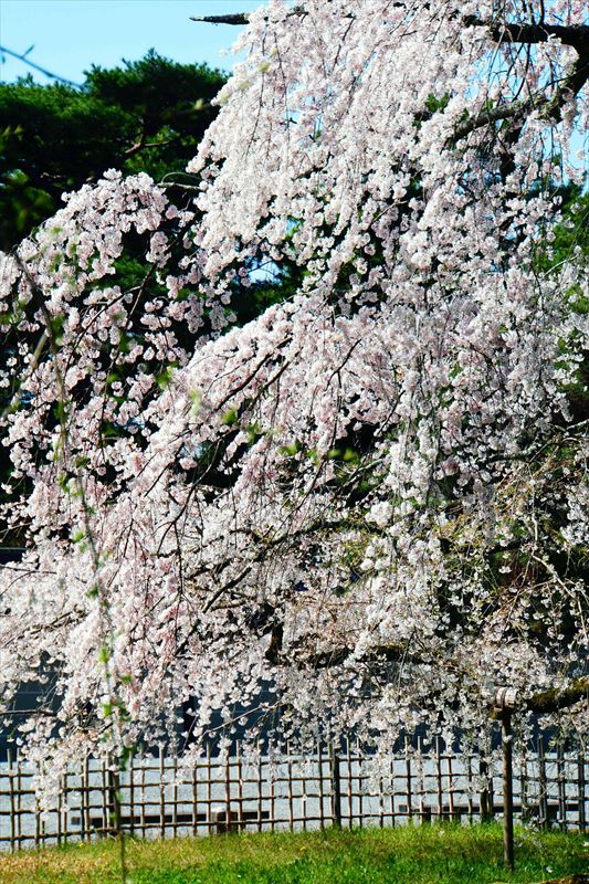 1024_洛中 京都御苑_京都