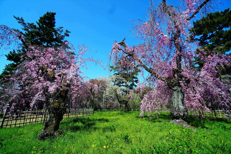 1025_洛中 京都御苑_京都