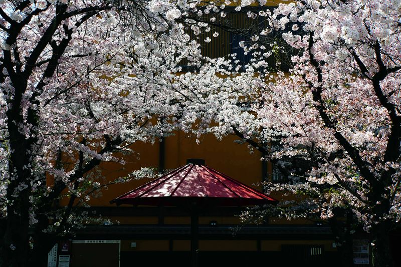 1068_洛東 祇園白川_京都