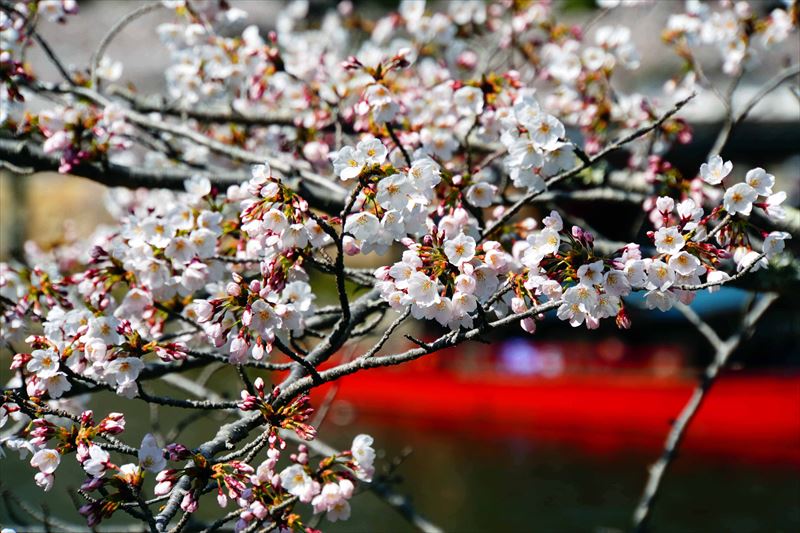 1043_8_彦根城_滋賀