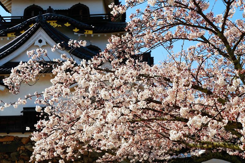 1044_8_彦根城_滋賀