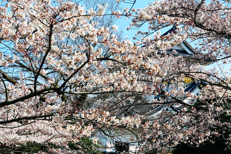 1046_8_彦根城_滋賀