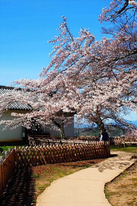 1047_8_彦根城_滋賀