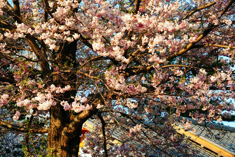 1001_甲府城公園_山梨