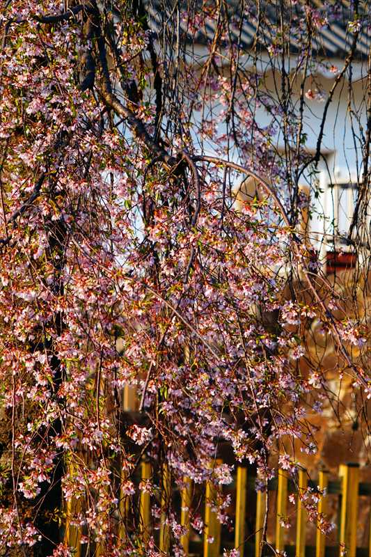 1003_甲府城公園_山梨