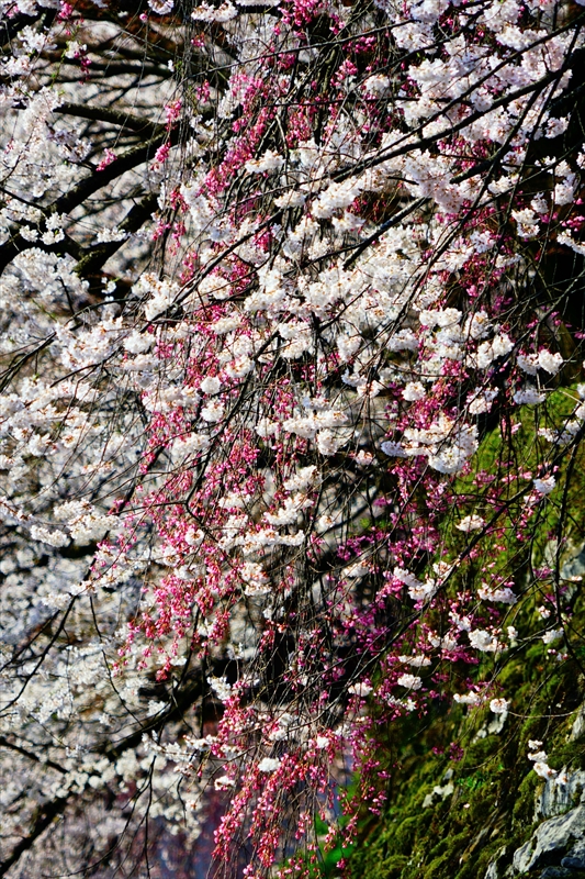 1124_高島城_長野
