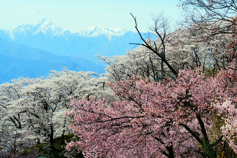 1088_弘法山古墳_長野
