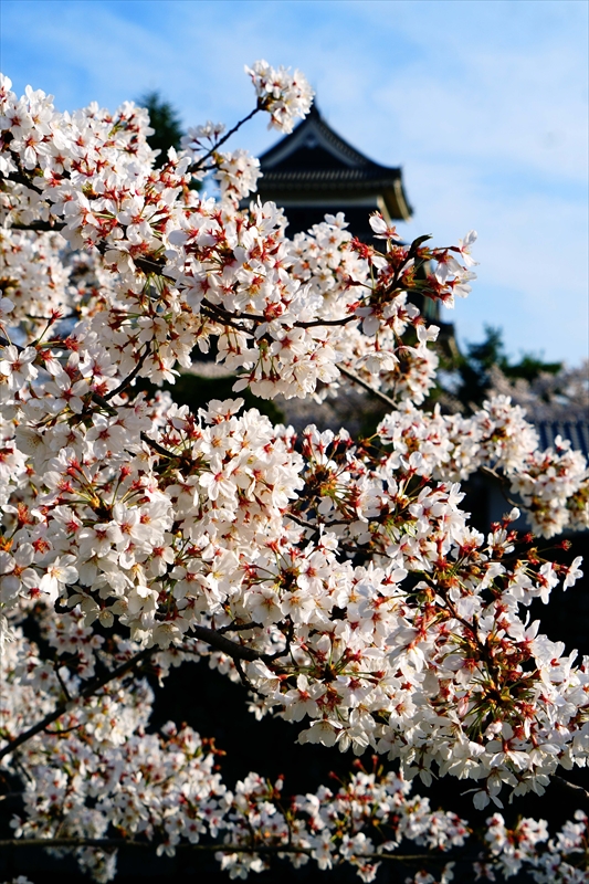 1068_松本城_長野