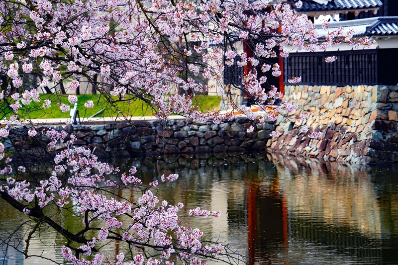 1079_松本城_長野