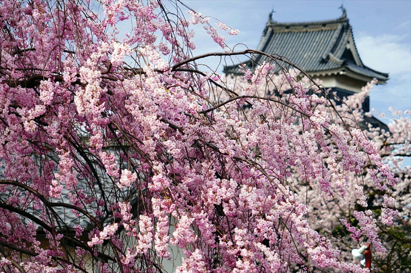 1082_松本城_長野