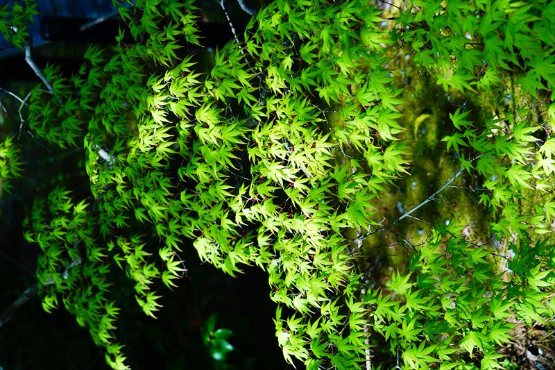 1015_洛西 清凉寺_青紅葉_京都