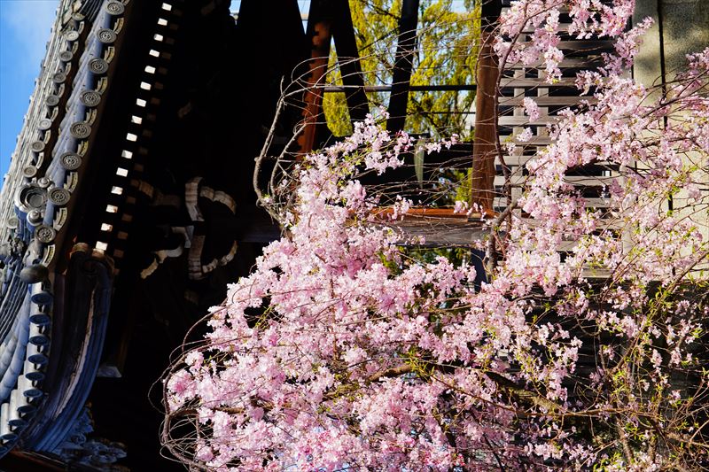 1107_洛中 上品蓮台寺_京都