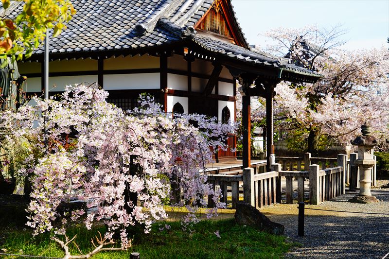 1108_洛中 上品蓮台寺_京都