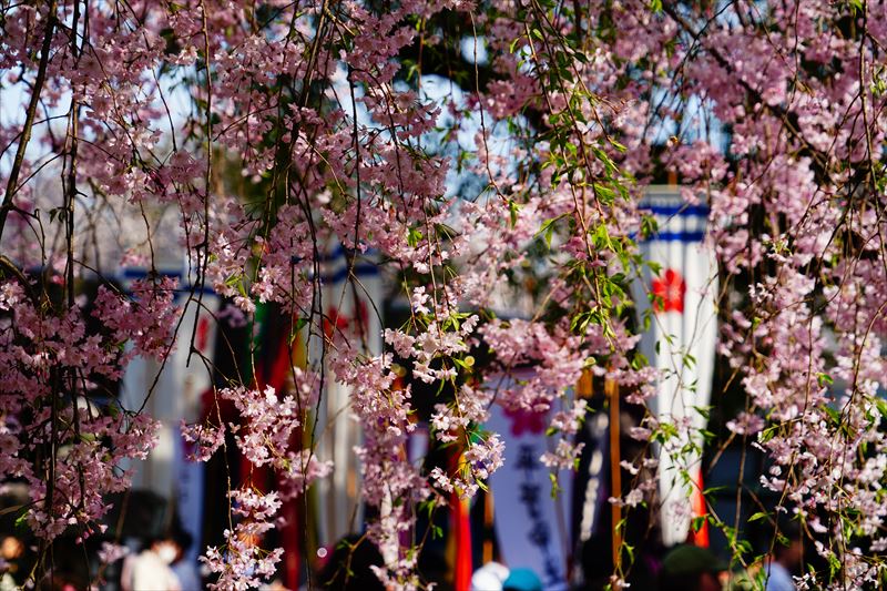 1052_洛中 平野神社_京都
