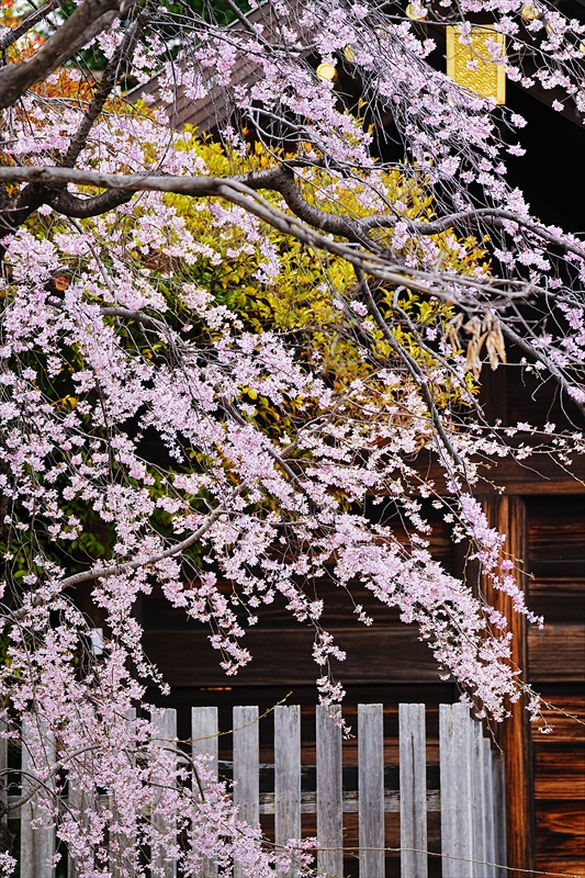 1064_伊勢山皇大神宮_神奈川