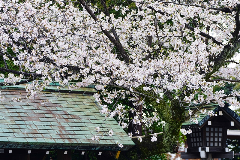 1065_伊勢山皇大神宮_神奈川