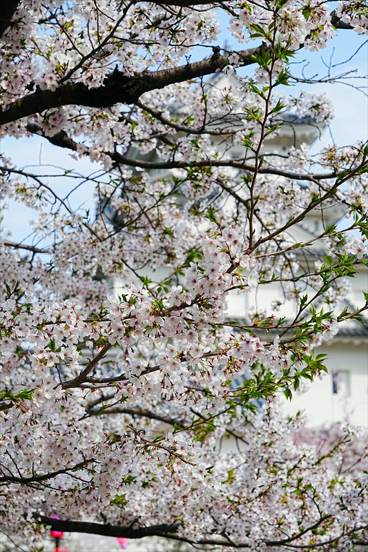 1010_大垣城_岐阜