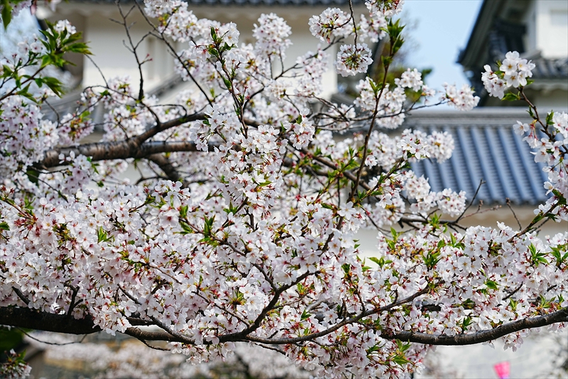 1011_大垣城_岐阜