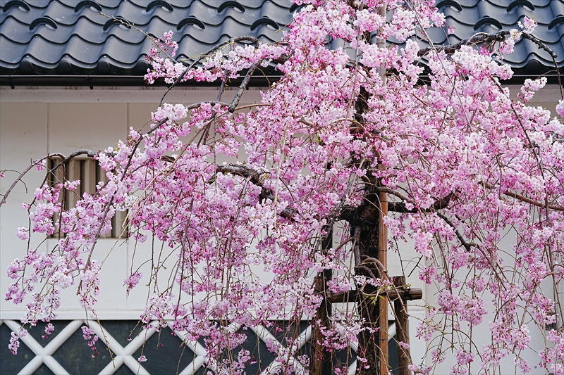 1012_大垣城_岐阜